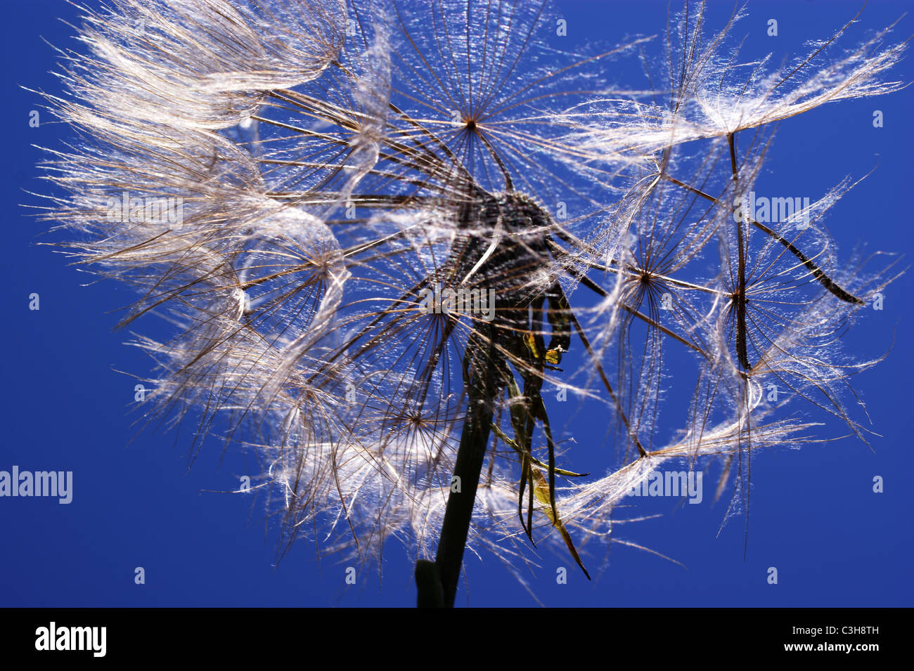 DANDELION CLOCK FLOWER HEAD Stock Photo Alamy