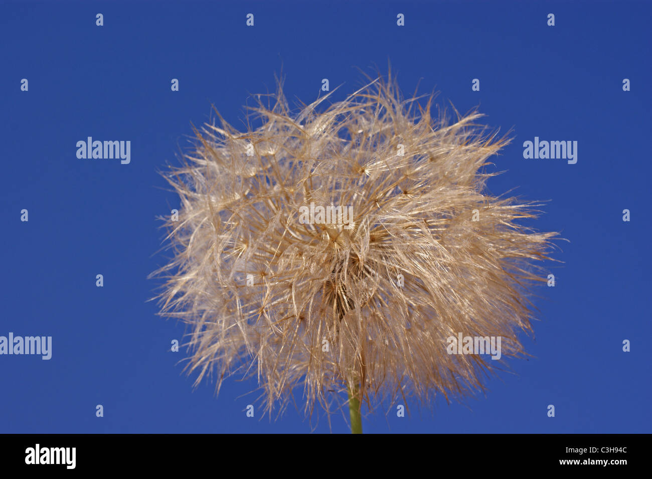 DANDELION CLOCK FLOWER HEAD Stock Photo Alamy