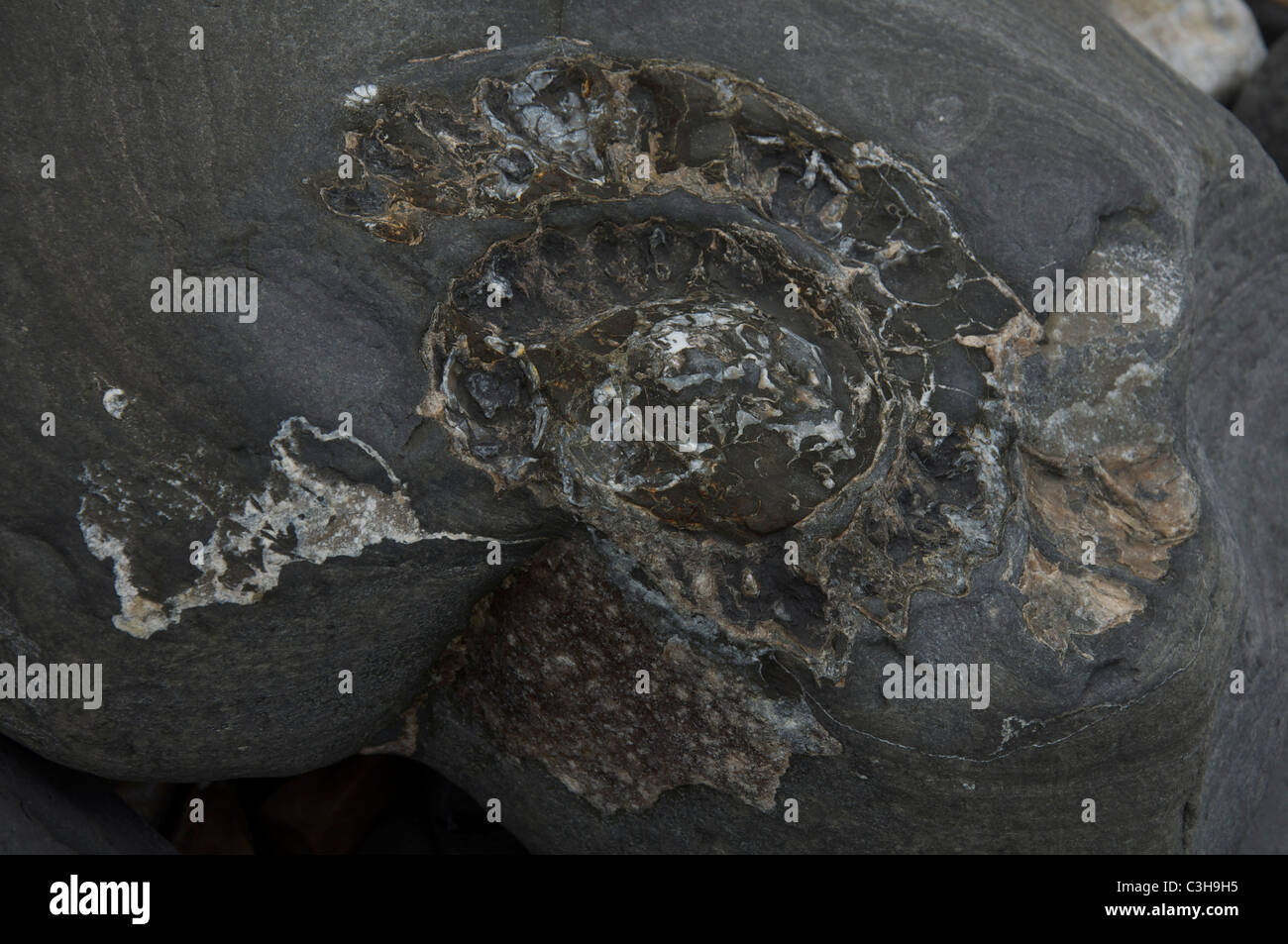 Close up of an ammonite fossil, found on Monmouth beach in Lyme Regis