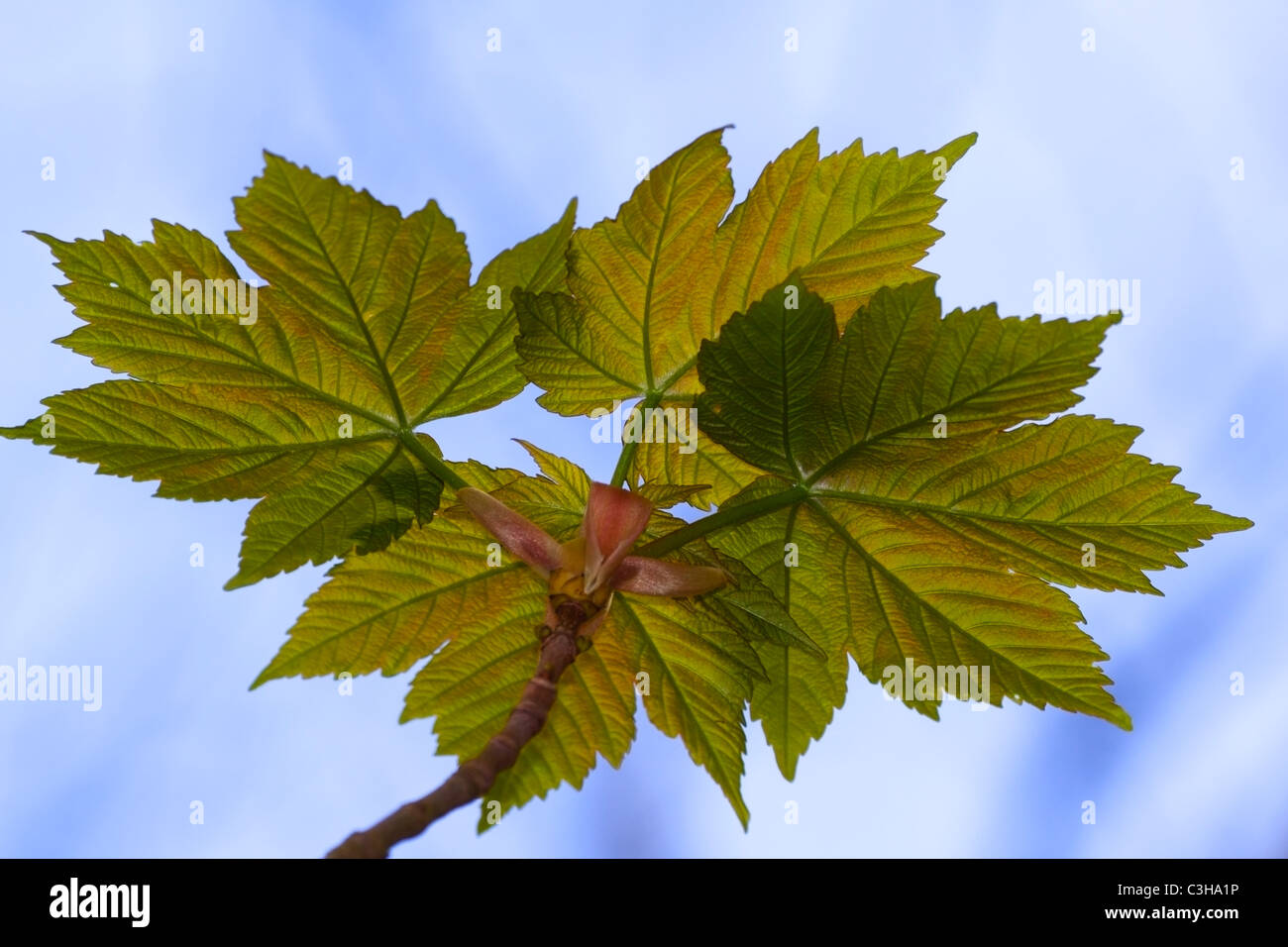 spring leaves against blue sky background Stock Photo - Alamy