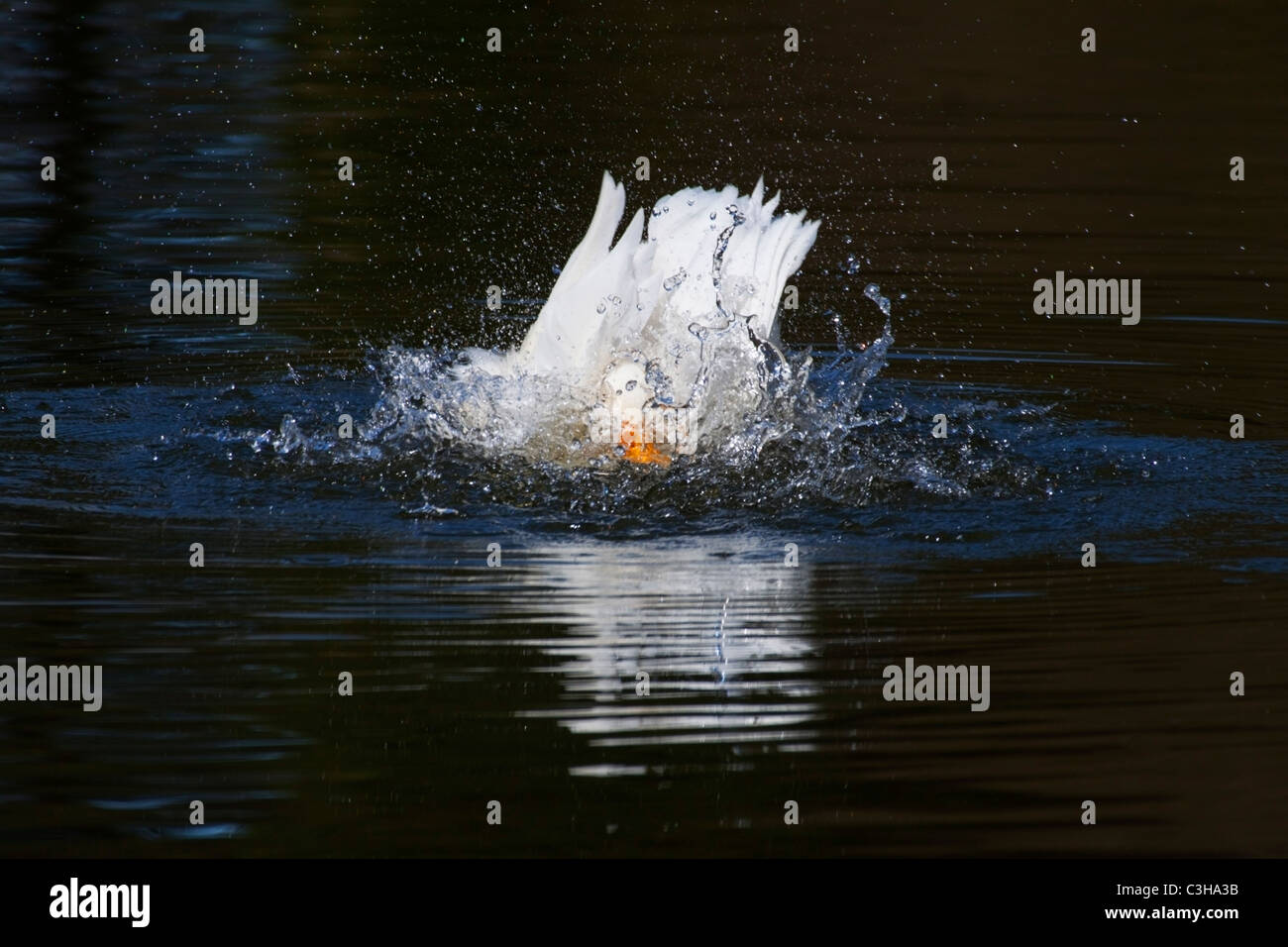 White duck with orange beak splashing around (ducking and diving) in ...