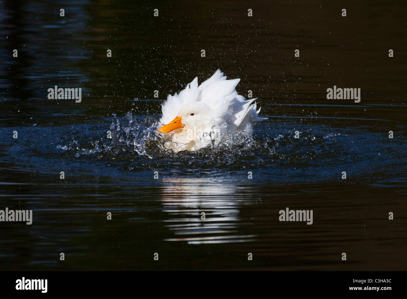 White duck with orange beak splashing around (ducking and diving) in ...