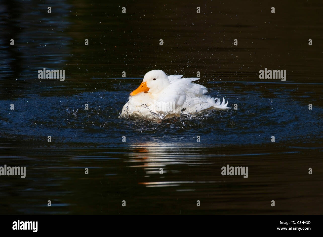 White duck with orange beak splashing around (ducking and diving) in ...