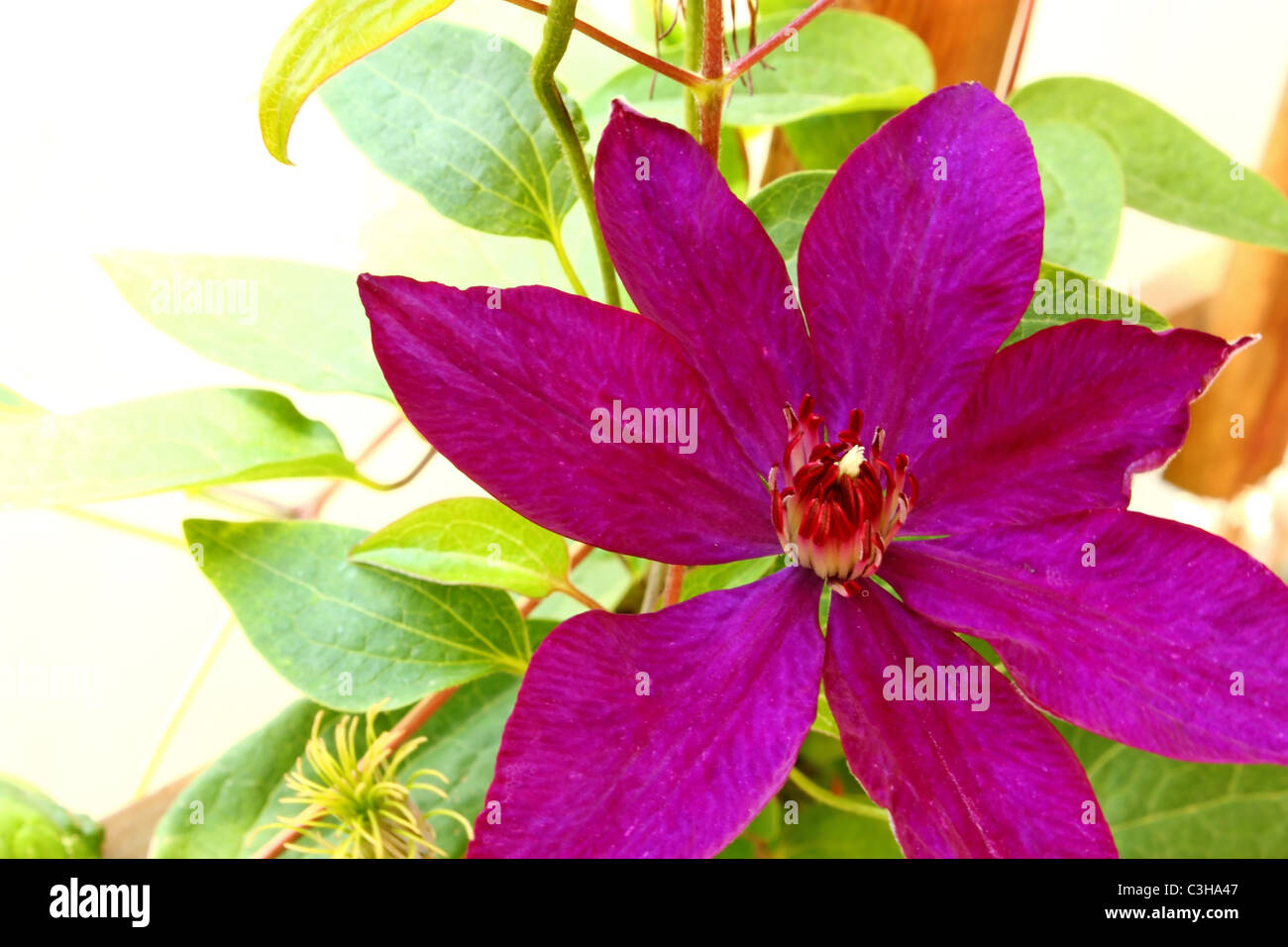 Flower of clematis with some foliage isolated on white Stock Photo