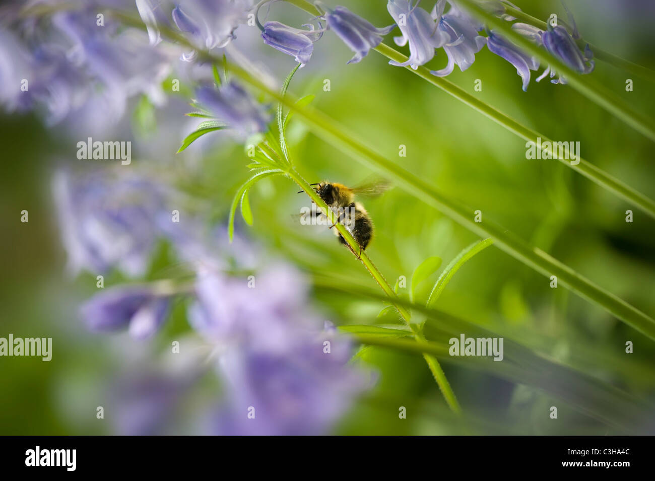 Hyacinthoides non-scripta English Bluebells with honey bee Stock Photo