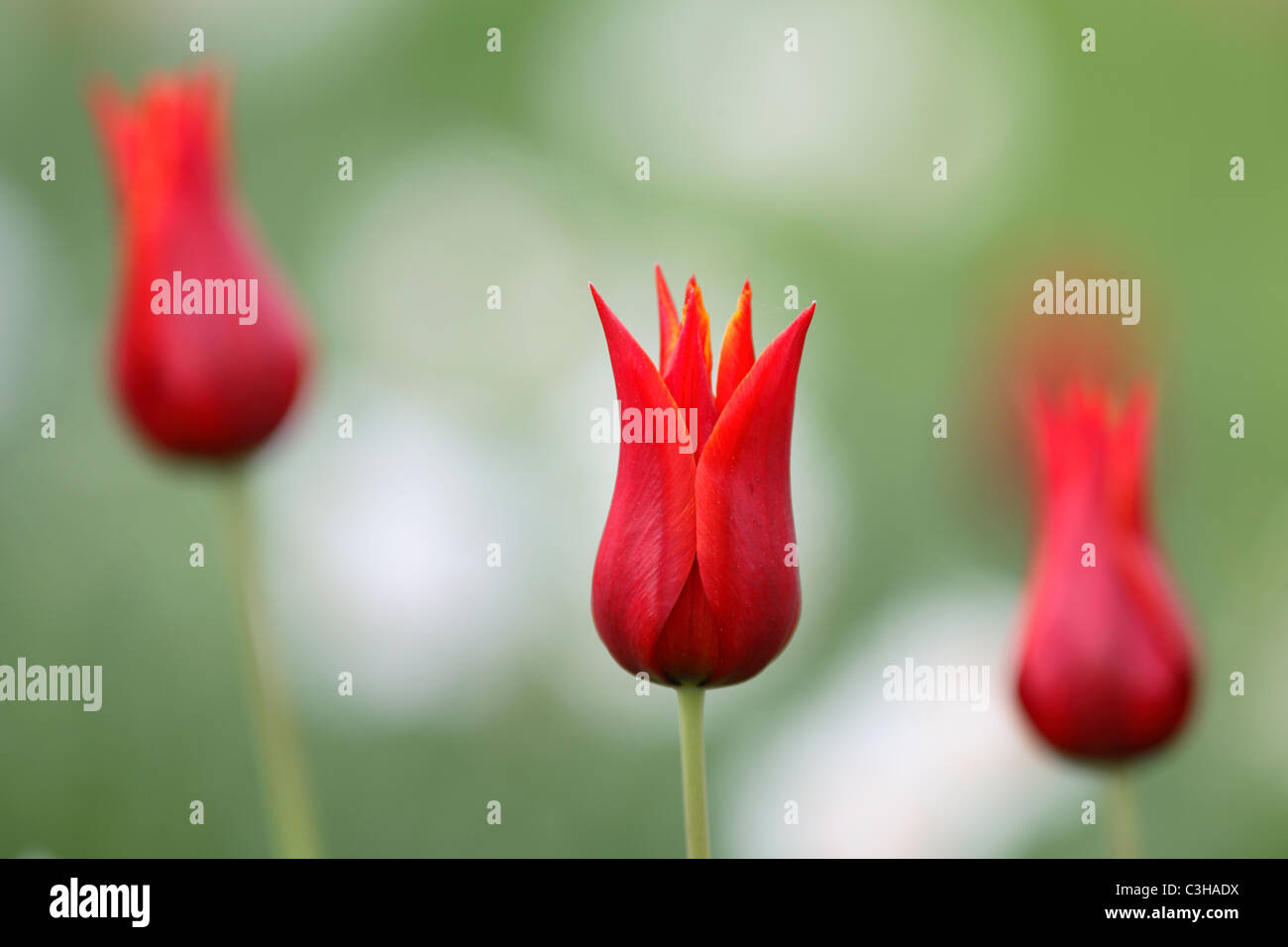 Tulpen, Tulipa-Hybriden, rot, Tulipa, Tulips, red, Insel Mainau, Isle, Deutschland, Germany Stock Photo