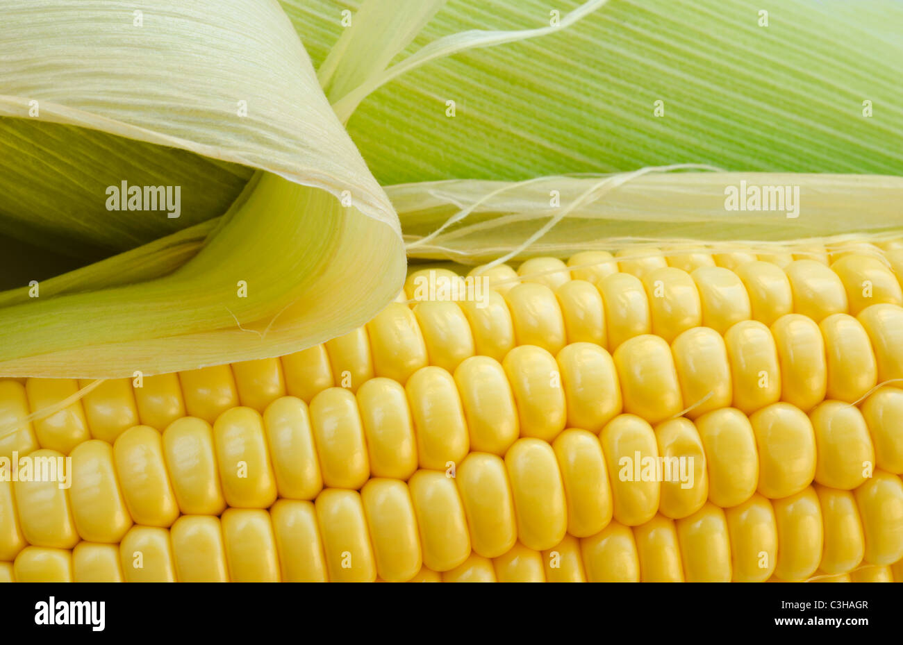 Close up of corn Stock Photo
