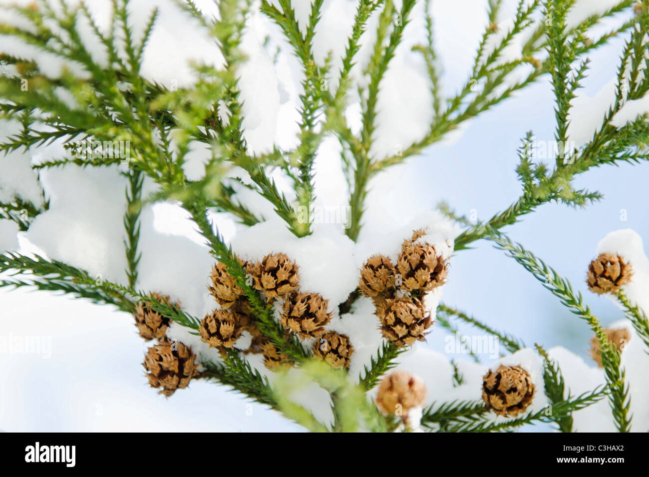 Pine cone covered in snow hi-res stock photography and images - Alamy