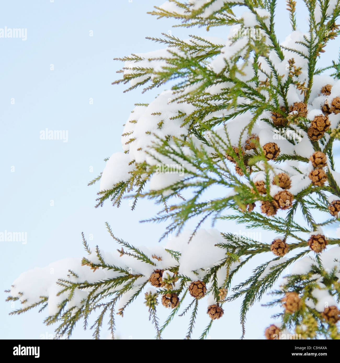 Close up of pine tree branch covered with snow Stock Photo - Alamy