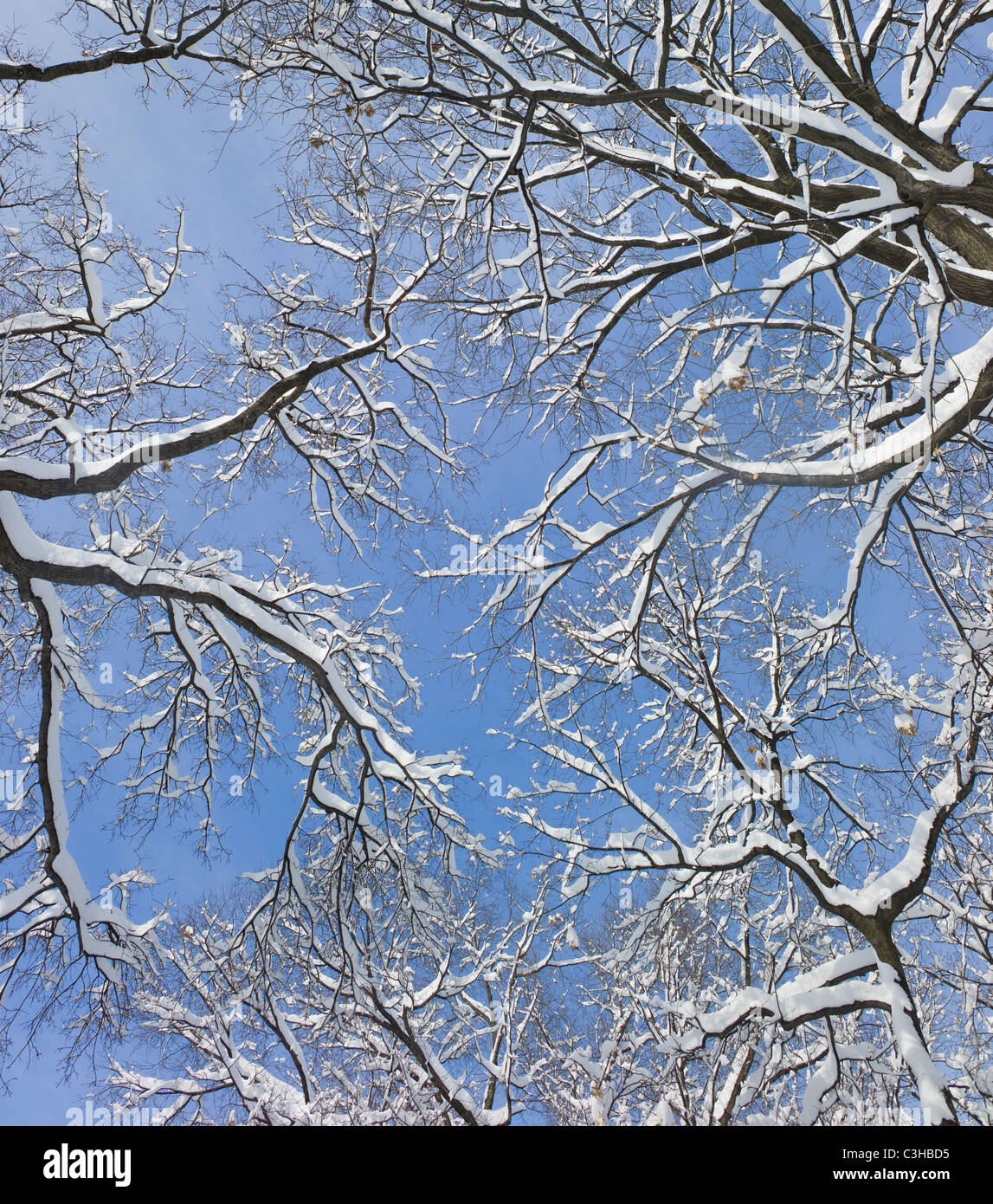 Tree branches covered with snow against blue sky Stock Photo - Alamy