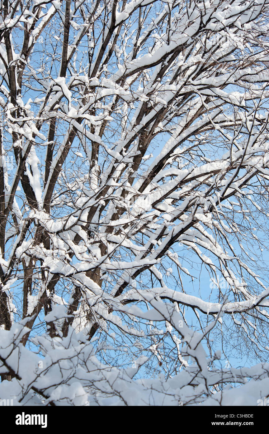 Tree branches covered with snow against blue sky Stock Photo - Alamy