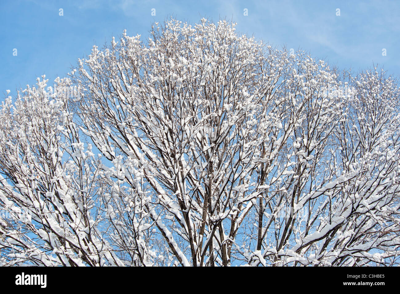 Tree branches covered with snow against blue sky Stock Photo - Alamy