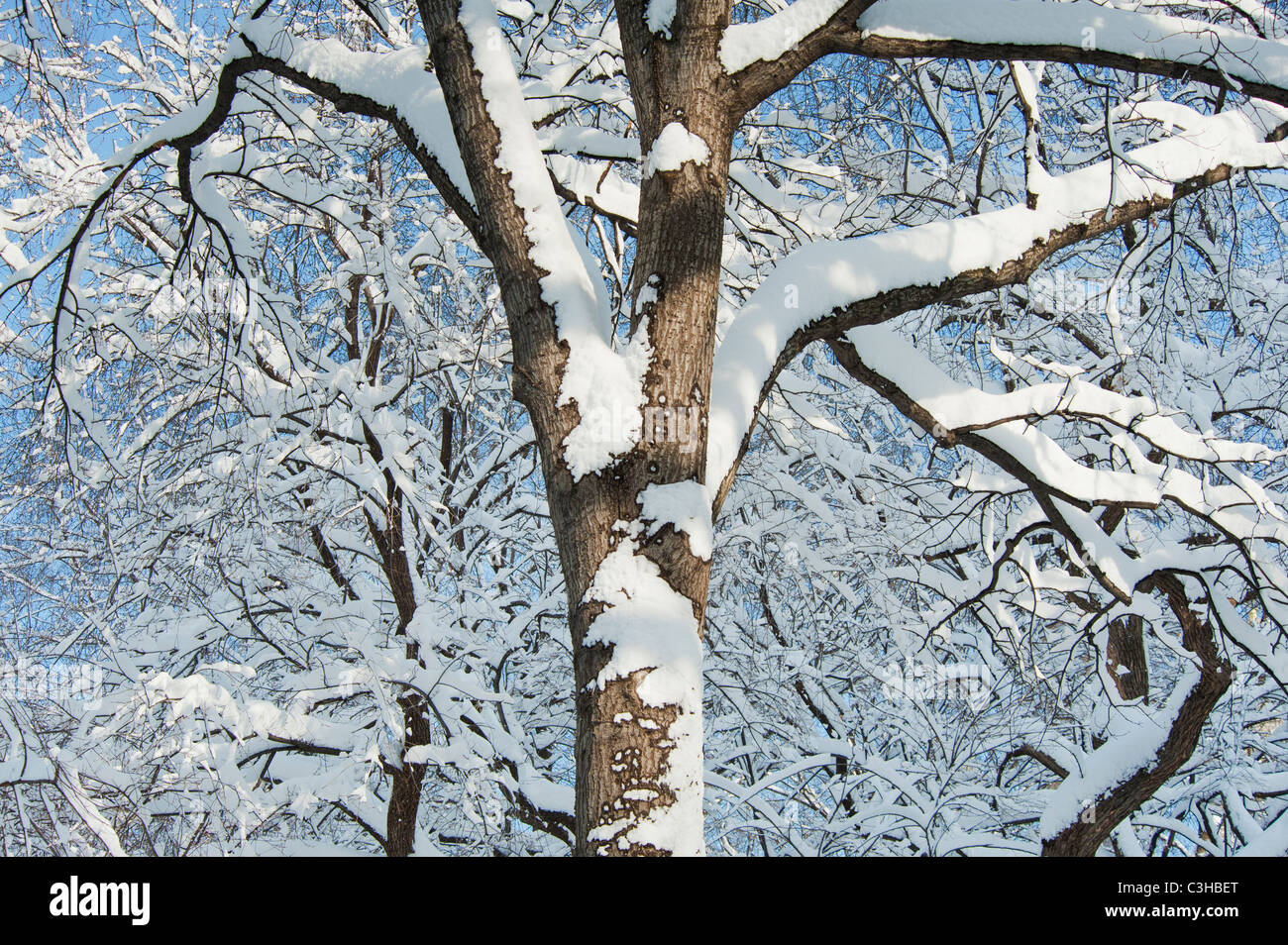 Trees covered with snow against blue sky Stock Photo - Alamy