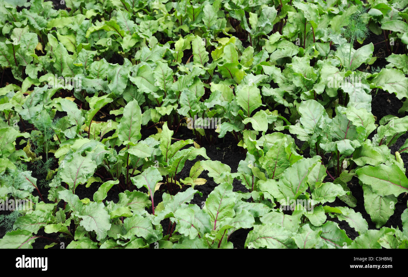 plantation of red beet Stock Photo Alamy