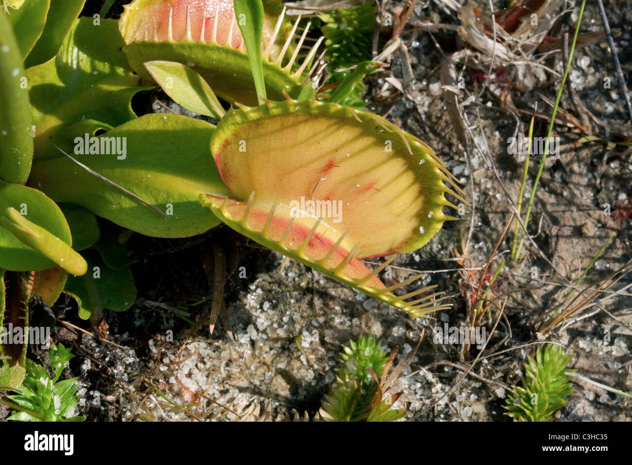 Venus Flytrap Dionaea muscipula  open trap Southeastern USA Photographed in native habitat Stock Photo
