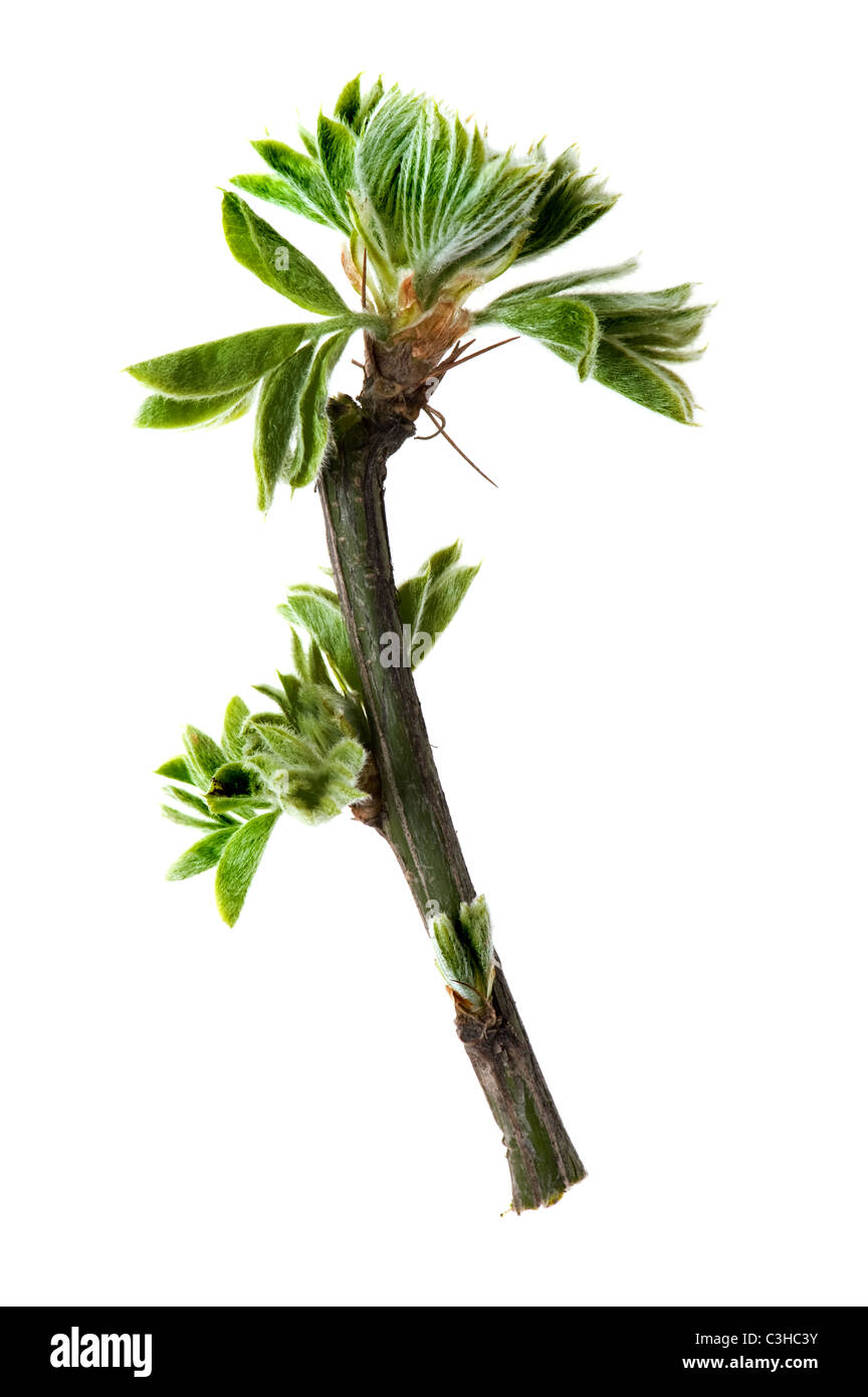 object on white - leaf tree close up Stock Photo