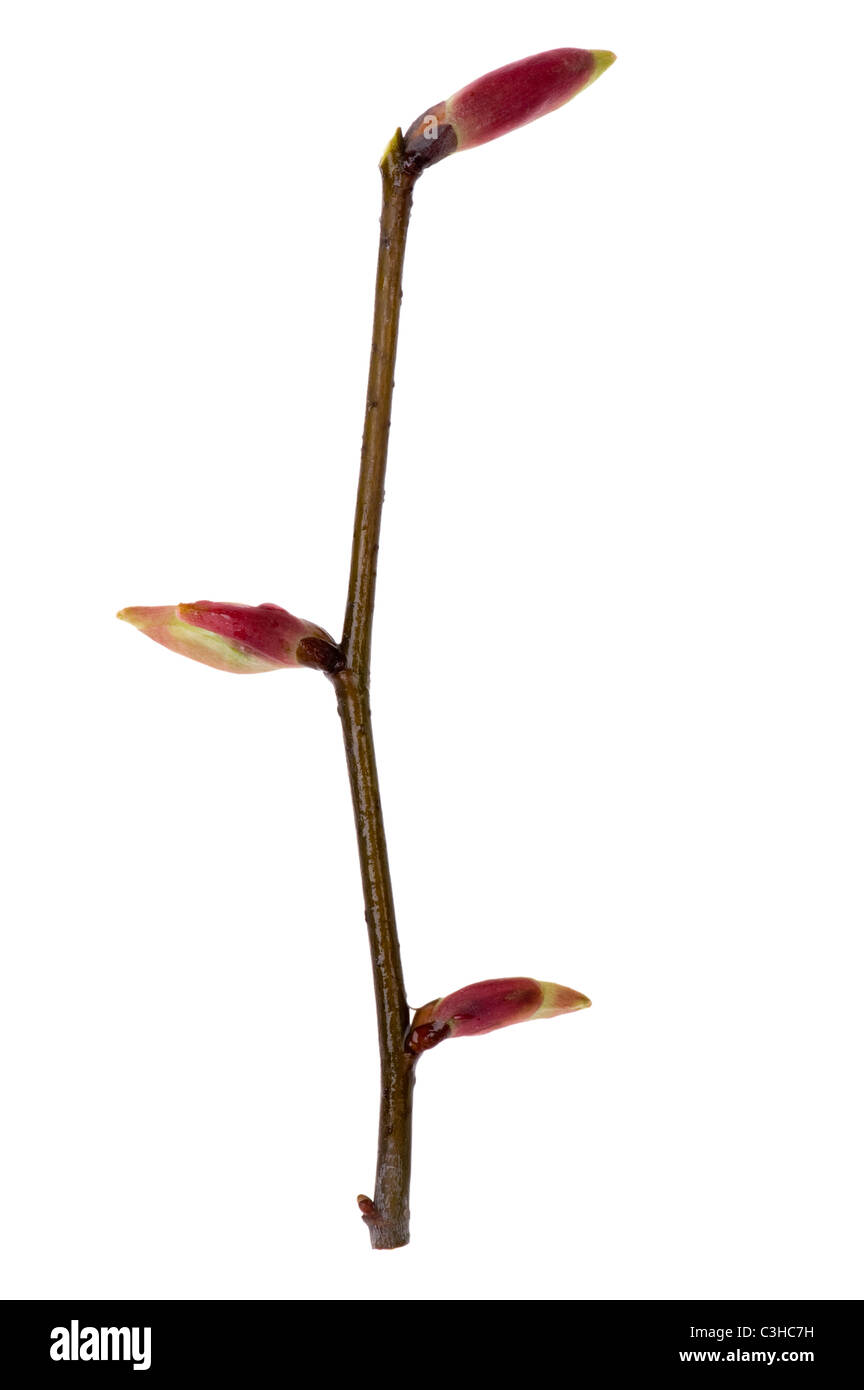 object on white - twig with buds close up Stock Photo