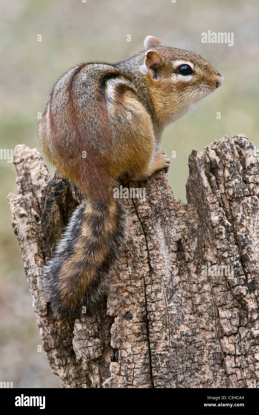 Eastern Chipmunk perched on tree stump Tamias striatus Eastern N America, by Skip Moody/Dembinsky Photo Assoc Stock Photo