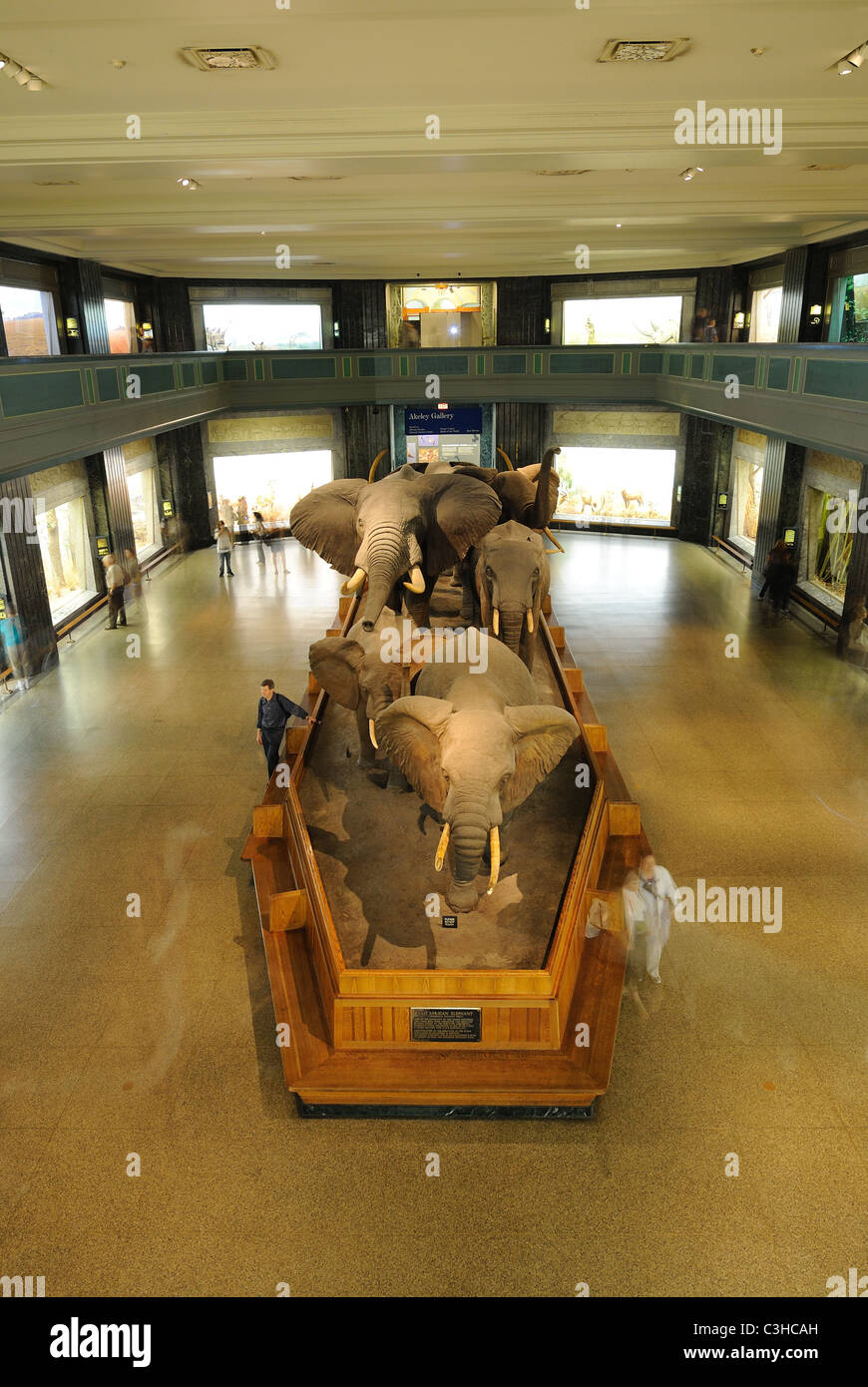 Dioramas and displays at Akeley Hall of African Mammals in the American Museum of Natural History located in New York City. Stock Photo