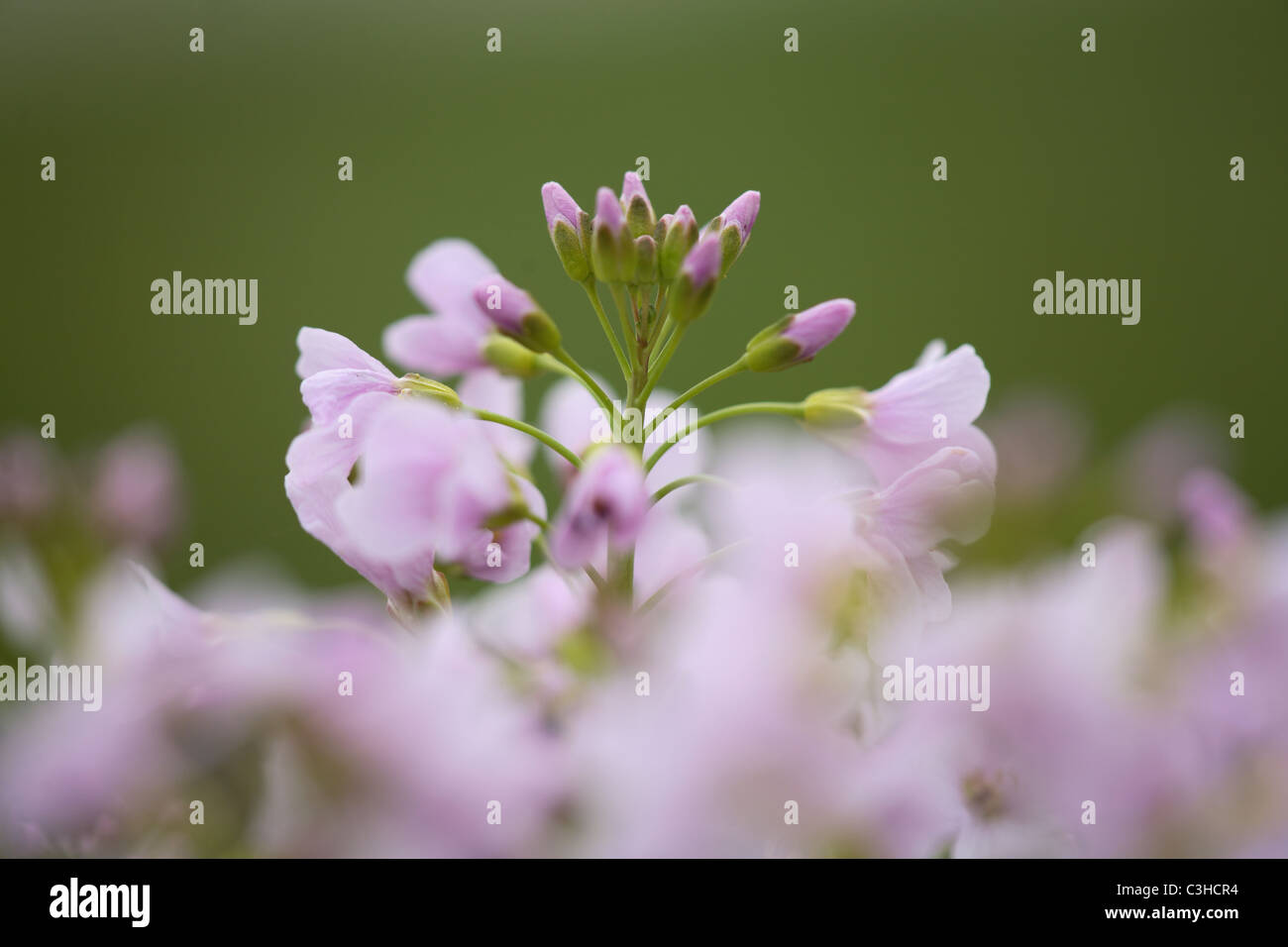 Wiesen-Schaumkraut, Cardamine pratensis, Lady's Smock, Deutschland, Germany Stock Photo