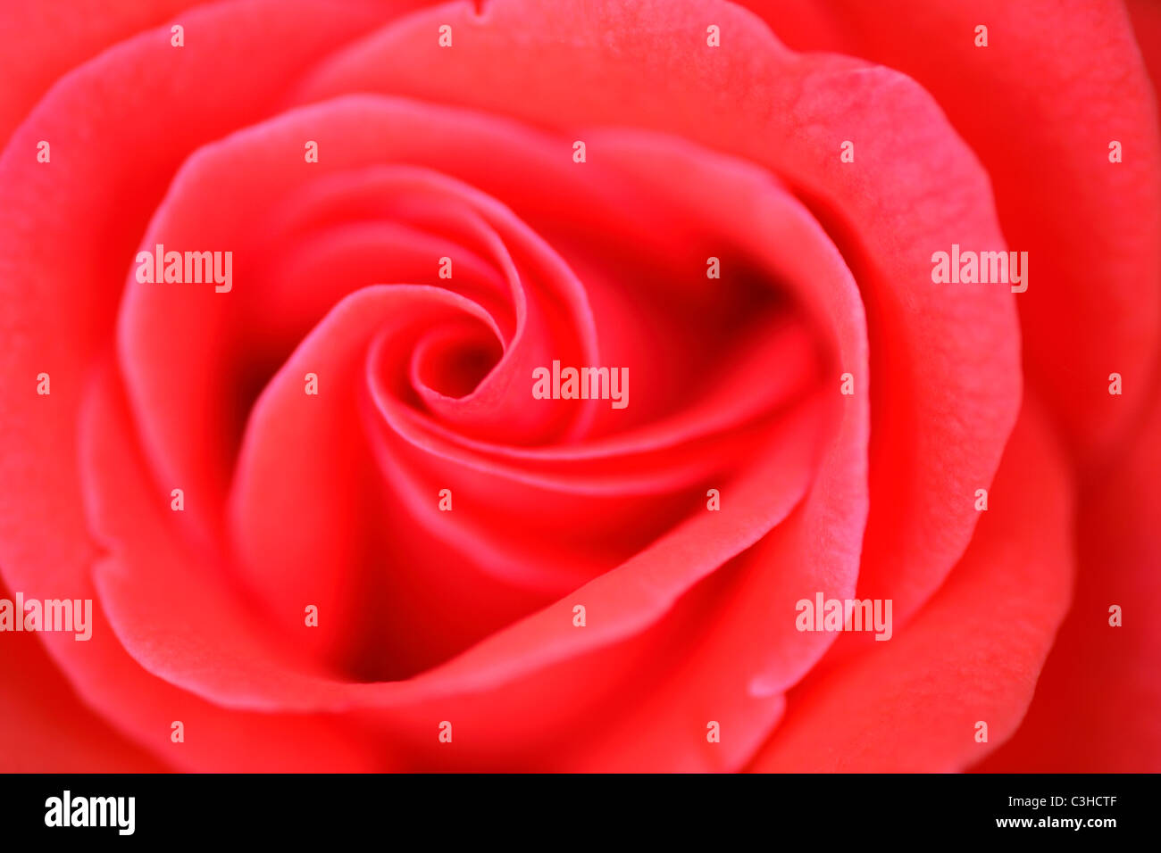 Rose, Bluete, Rosa, red Stock Photo