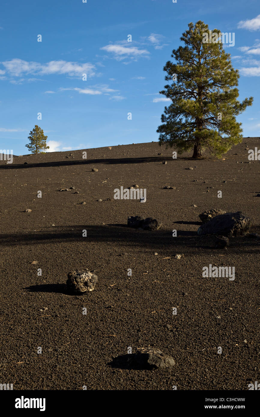 Pine Trees growing from The Cinder Hills at Sunset Crater Volcano