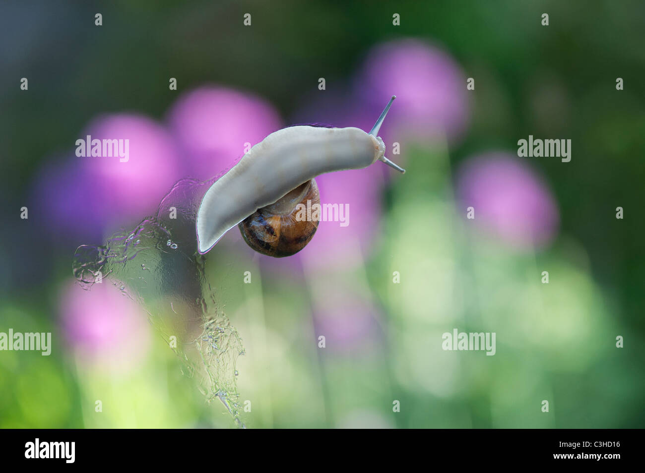 Garden snail on greenhouse glass Stock Photo