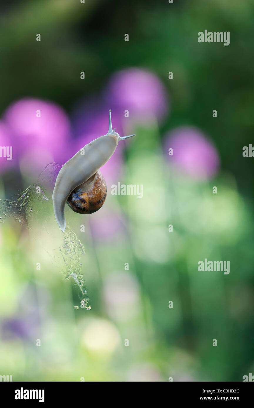 Garden snail on greenhouse glass Stock Photo