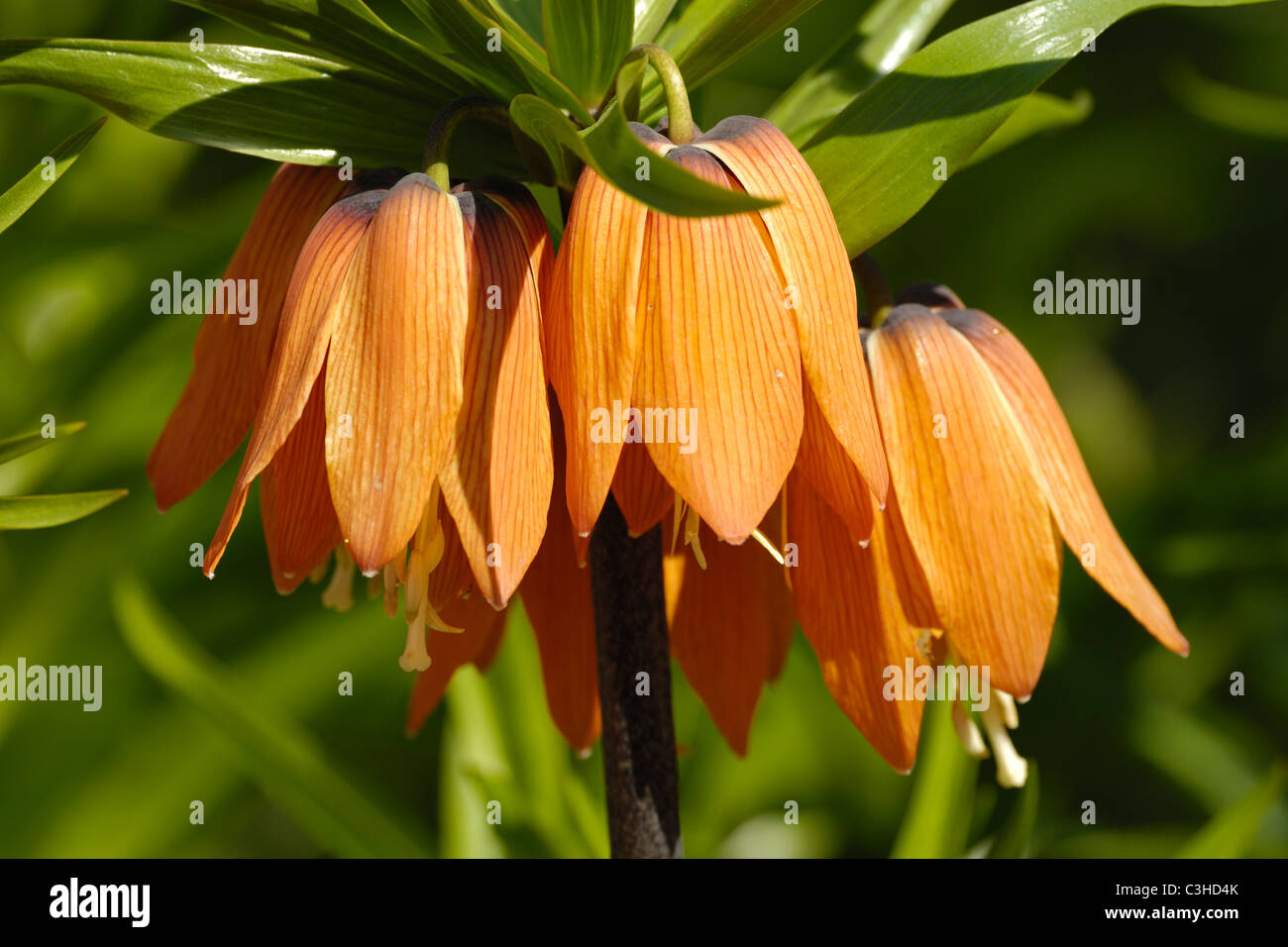 Kaiserkrone, Bluete, Fritillaria imperialis, Crown imperial, bloom, Deutschland, Germany Stock Photo