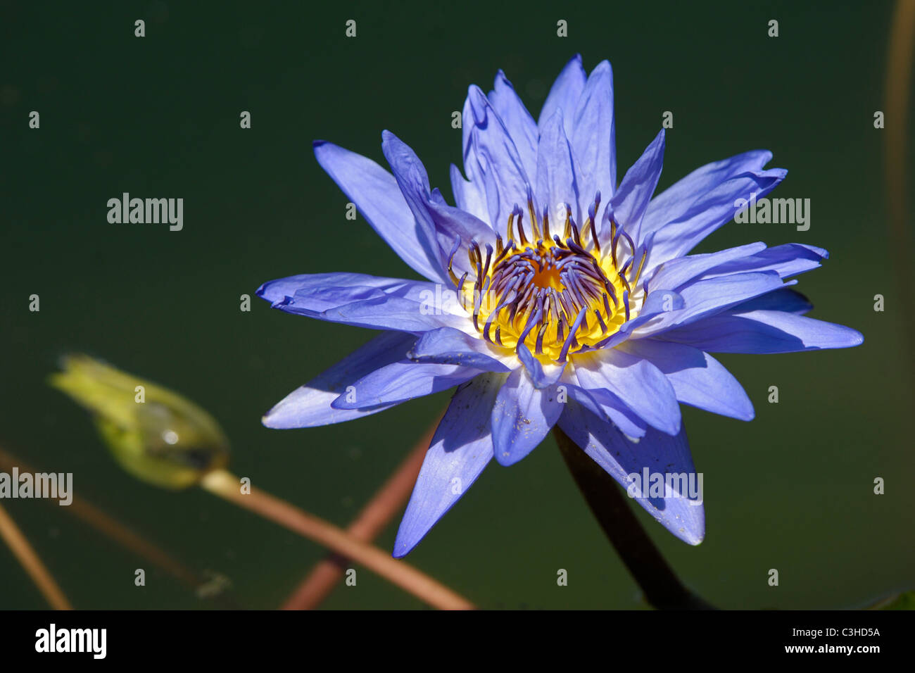Seerose, Nymphaea sp., Water-lily, Deutschland, Germany Stock Photo