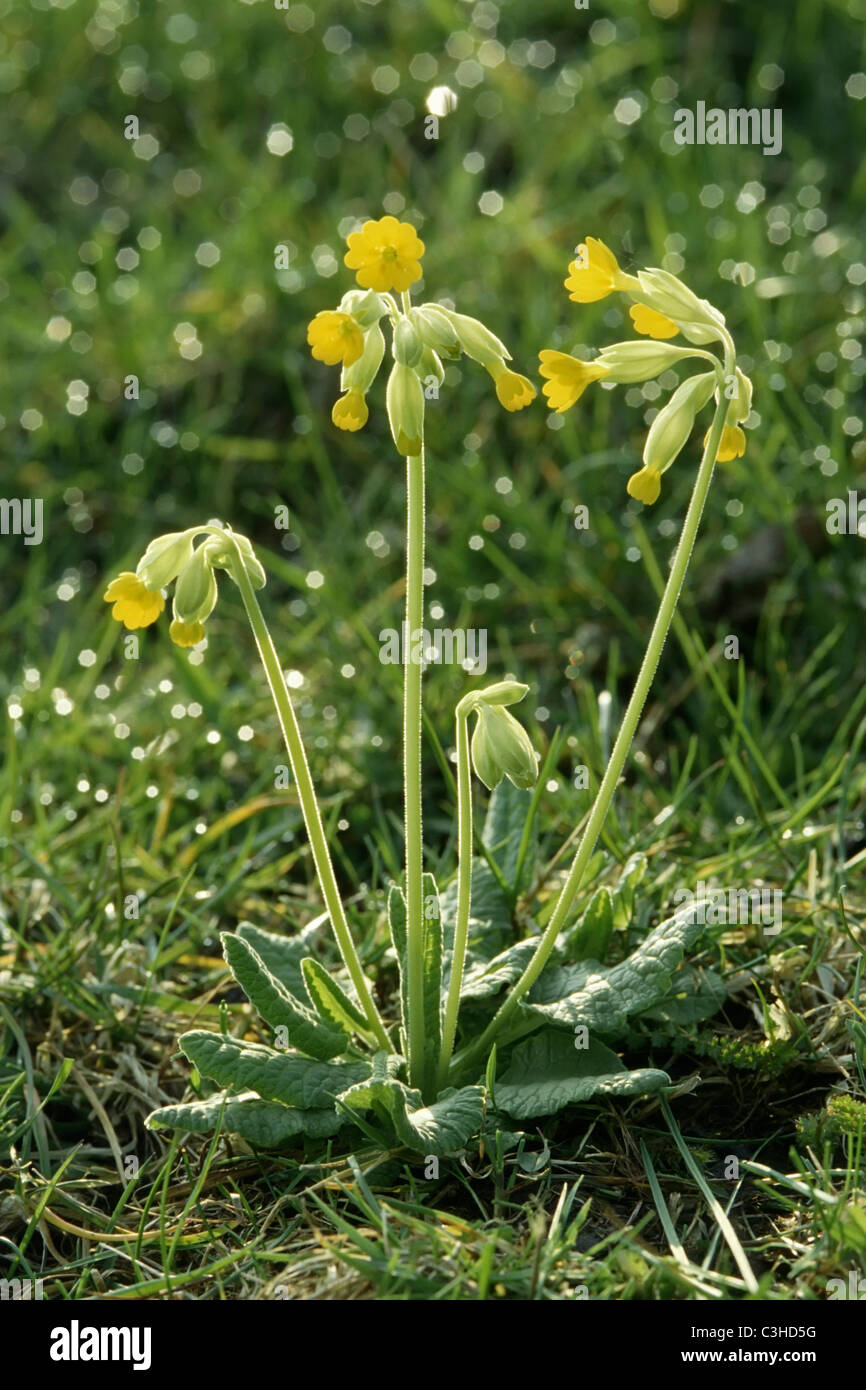 Echte Schluesselblume, Wiesen-Primel, Primula officinalis, Cowlip, Mittelfranken, Bayern, Bavaria, Deutschland, Germany Stock Photo