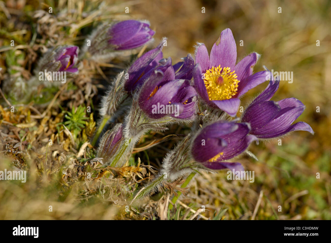 Gemeine Kuechenschelle, Pulsatilla vulgaris, Common Pasque Flower ...