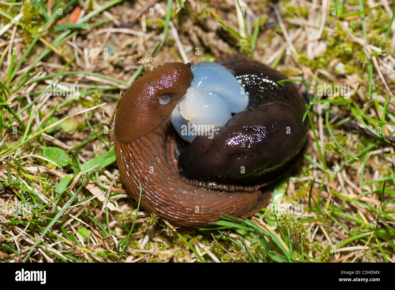 Large red slugs (Arion ater) mating Stock Photo