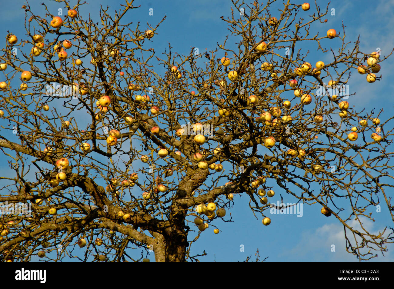 Aepfel am Baum, Malus domestica, Appletree, Ostalbkreis, Baden Wuerttemberg, Deutschland, Germany Stock Photo