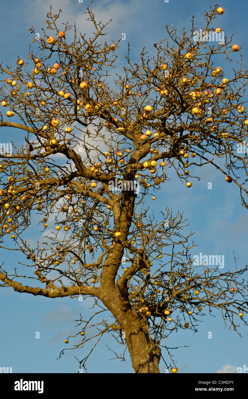 Aepfel am Baum, Malus domestica, Appletree, Ostalbkreis, Baden Wuerttemberg, Deutschland, Germany Stock Photo