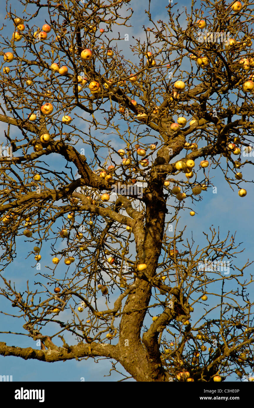 Aepfel am Baum, Malus domestica, Apples on tree, Ostalbkreis, Baden Wuerttemberg, Deutschland,Germany Stock Photo