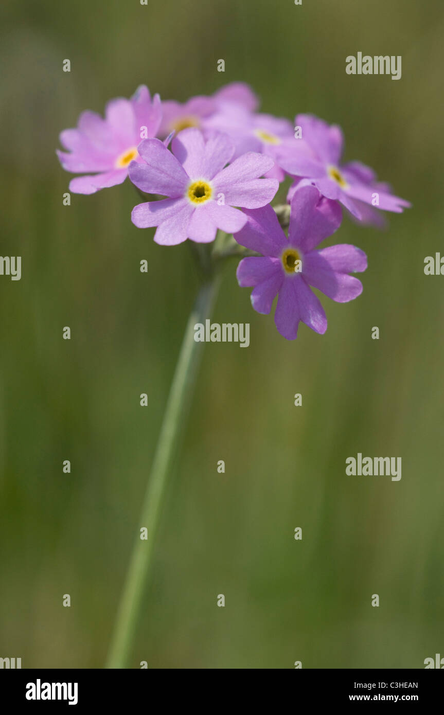 Mehlprimel, Primula farinosa, Birdseye Primrose, Ries, Bayern, Deutschland, Germany Stock Photo