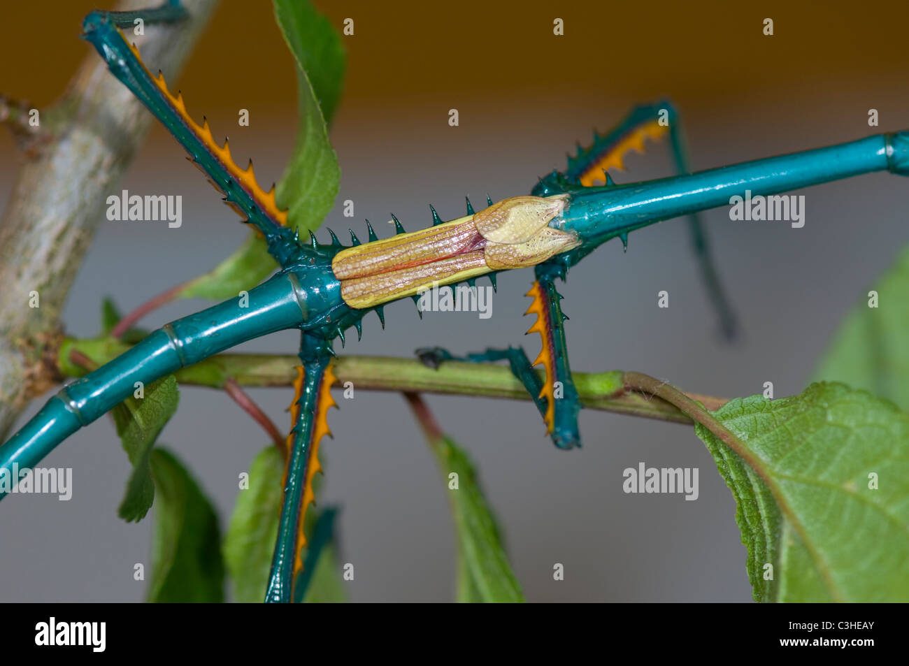 Wings of Male Stick Insect (Achriopetra fallax), captive Stock Photo