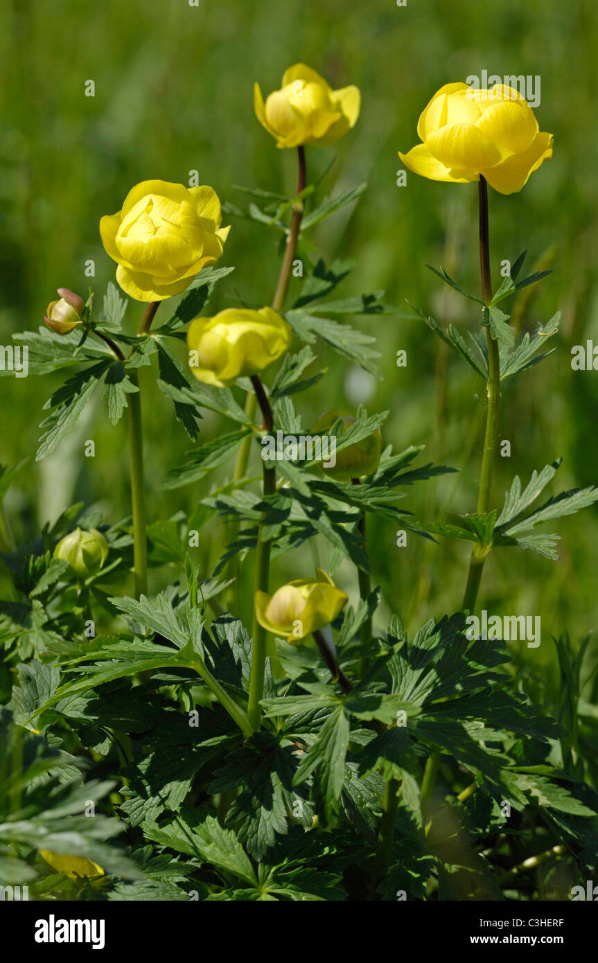 Trollblume,Trollius europaeus, Globe Flower, Ries, Bayern, Bavaria, Deutschland, Germany Stock Photo