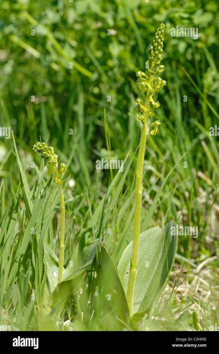 Grosses Zweiblatt, Listera ovata, Common Twayblade, Ries, Bayern, Bavaria, Deutschland, Germany Stock Photo