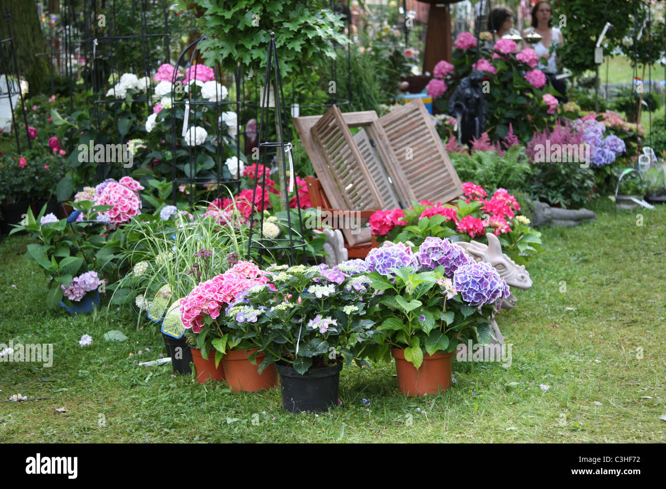 Hortensien, Hydrangea, Hortensia, Gaertnerei, Gartenutensilien, Market garden Stock Photo