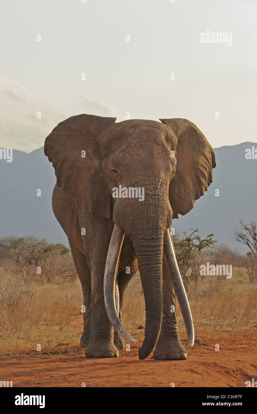 Male bull African elephant in Tsavo (East) national park, Kenya Stock Photo