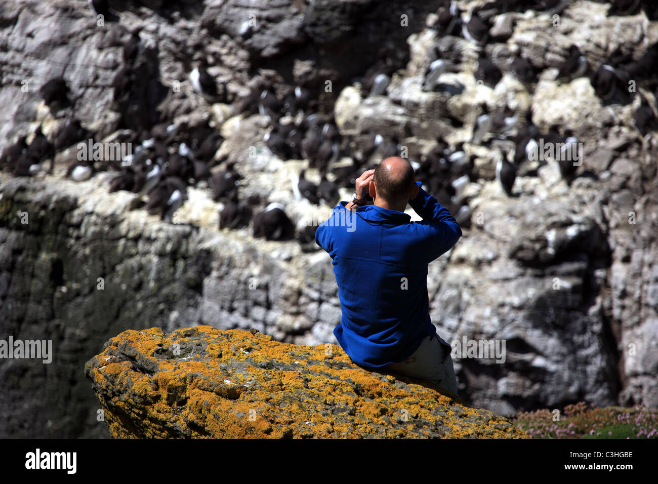 Man looking through binoculars watching guillemots on Lunga in the Treshnish Isles Stock Photo