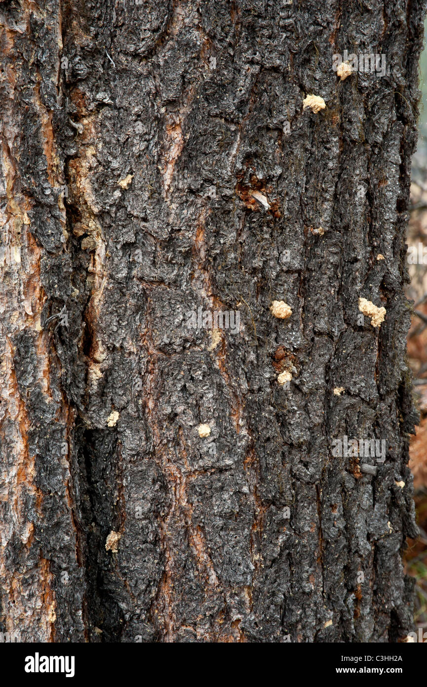 A lodgepole pine infested with Mountain Pine Beetle  is evidenced by the pitch balls on the trunk. Stock Photo