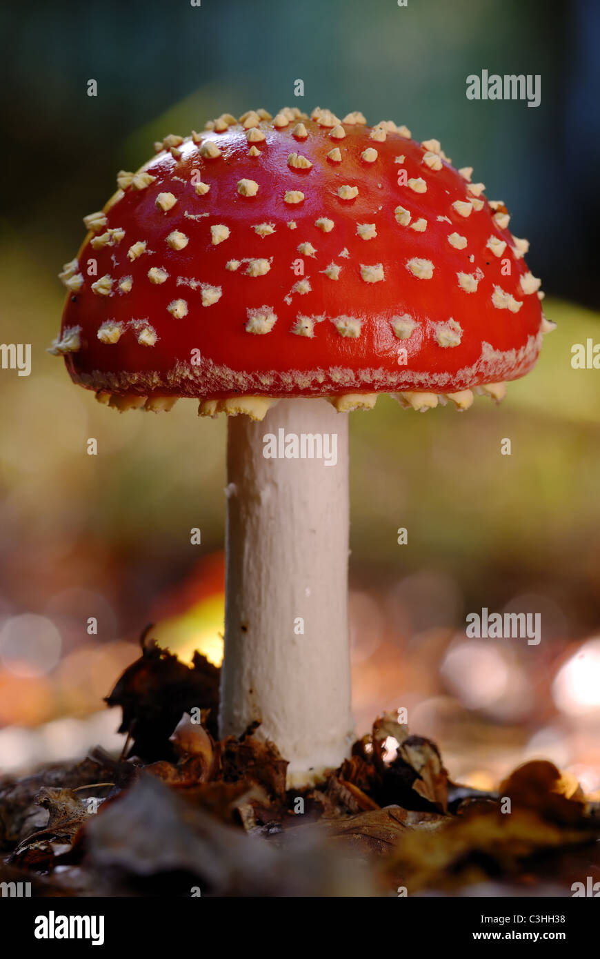 A young Fly Agaric fungi in Birch woodland leaf litter in oxfordshire Stock Photo