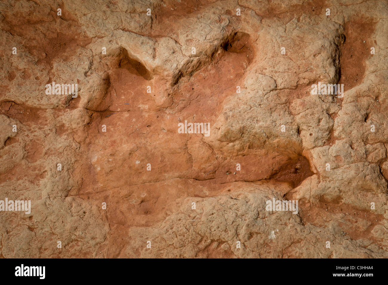 Early Jurassic Therapod tracks, carnivore Dilophosaurus wetherilli at Moenkopi Dinosaur Tracks near Tuba City, Arizona, USA. Stock Photo