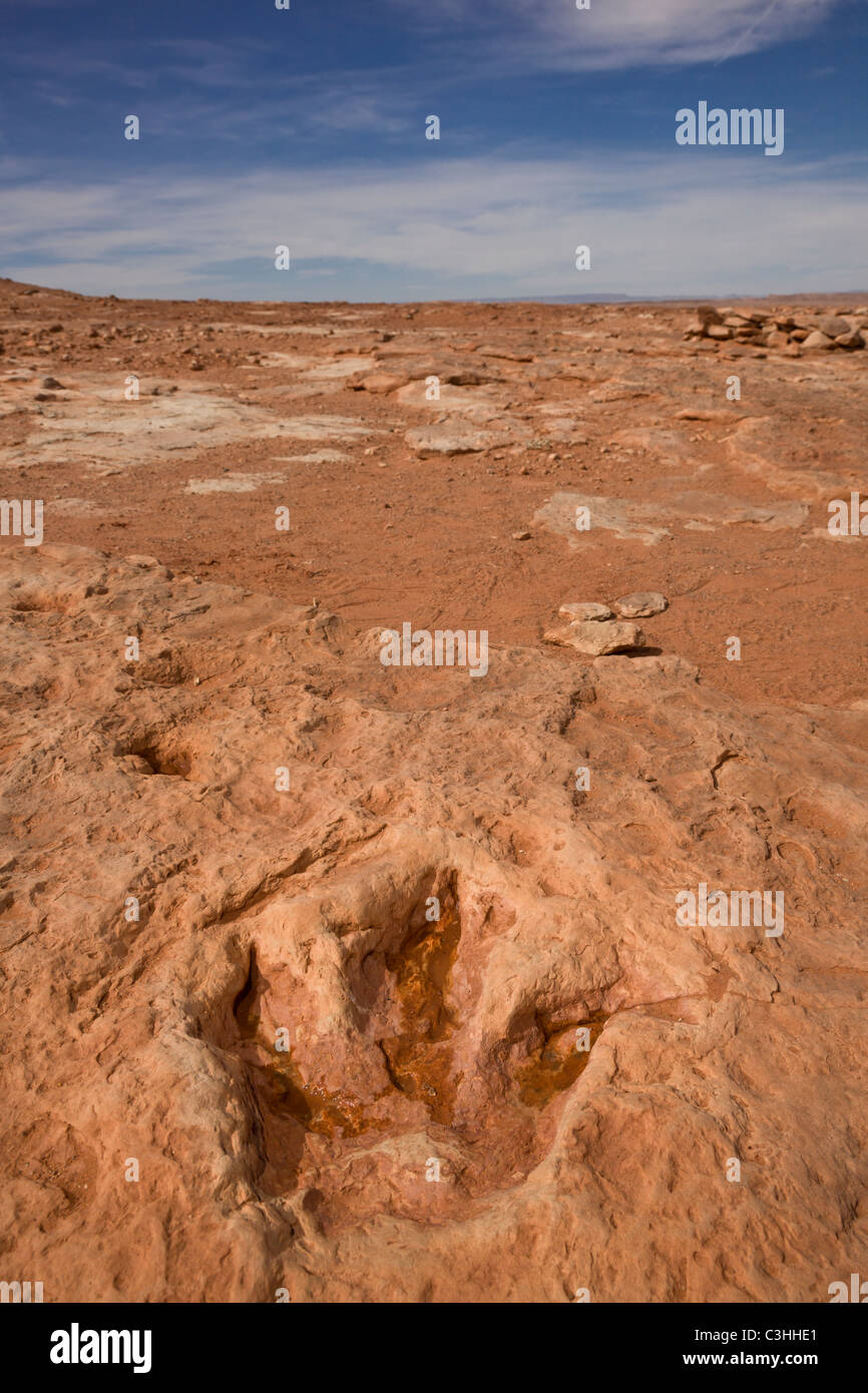 Early Jurassic Therapod tracks, carnivore Dilophosaurus wetherilli, at