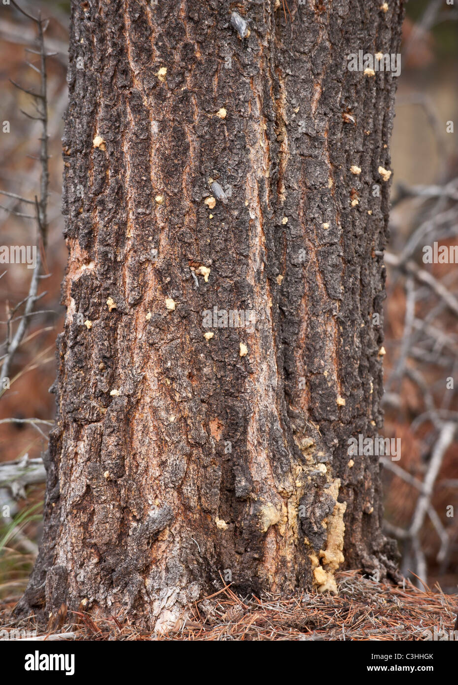 A lodgepole pine infested with Mountain Pine Beetle  is evidenced by the pitch balls on the trunk. Stock Photo