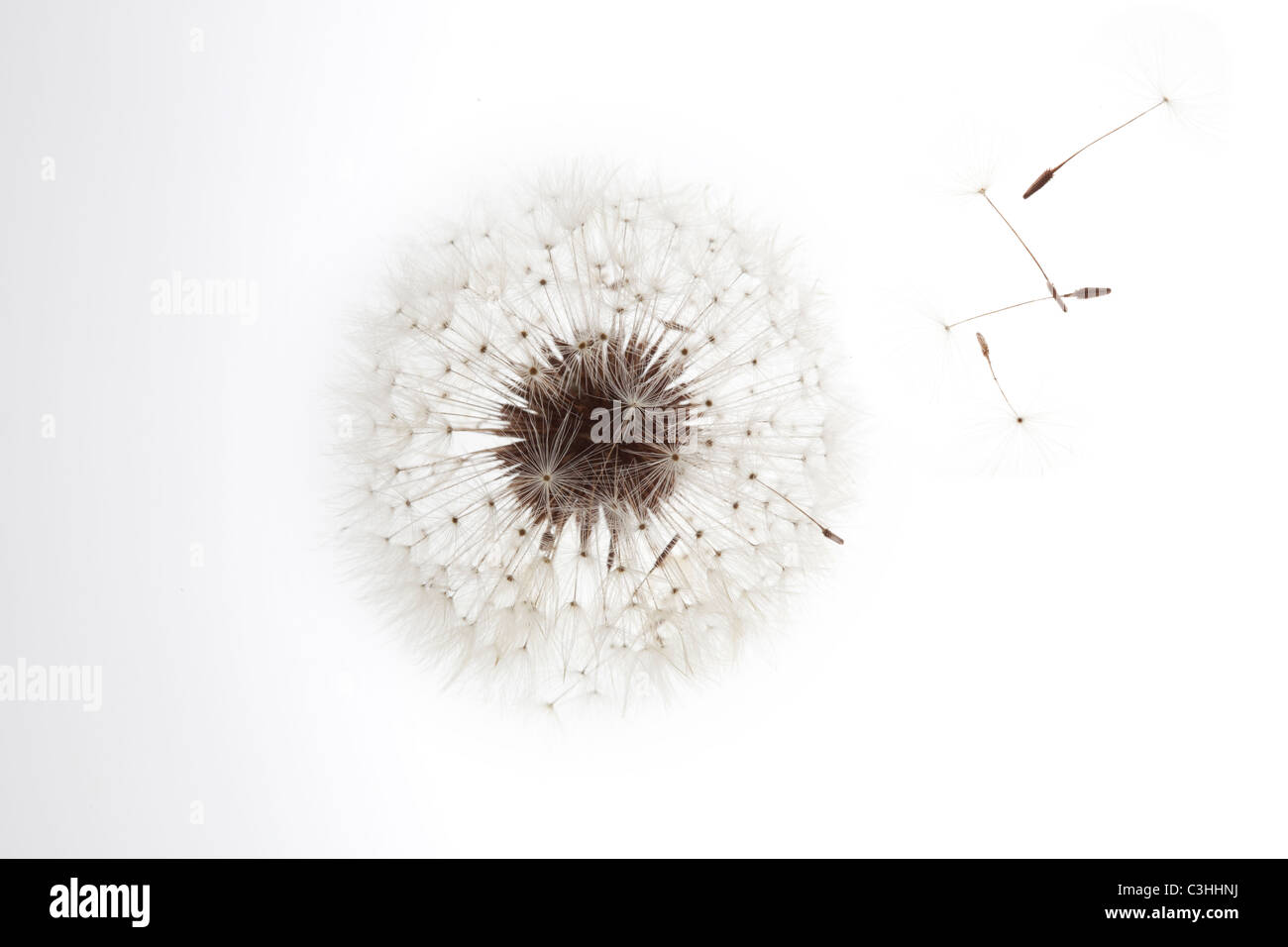 Dandelion on white with seeds blowing away Stock Photo