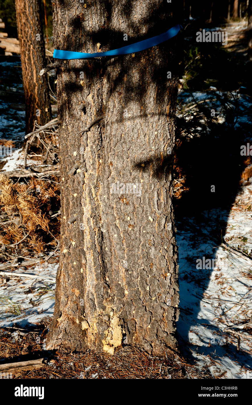 A diseased lodgepole pine is marked for removal in Seeley lake, Montana